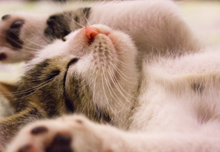 Gatti felici: il riposo